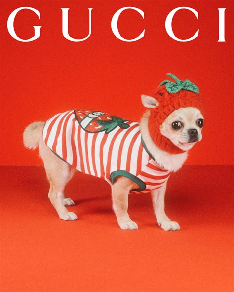 gucci pets|gucci pet slang.